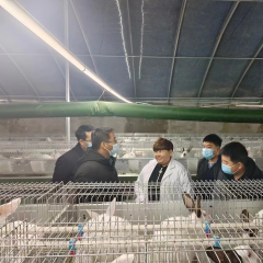 商品兔托管养殖服务