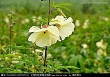 金花葵